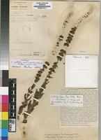 Holotype of Crassula nodulosa Schonland forma nodulosa (Schonland) Toelken [family CRASSULACEAE]