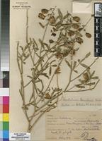 Type of Crotalaria barnabassii Dinter ex Baker f. [family FABACEAE]