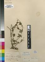 Isosyntype of Dalechampia galpinii Pax [family EUPHORBIACEAE]