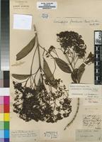 Isotype of Nuxia floribunda Benth. [family BUDDLEJACEAE]