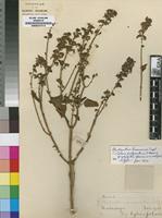 Isotype of Coleus polyanthus S.Moore [family LAMIACEAE]