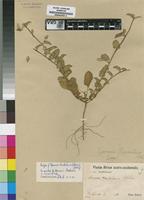 Isotype of Ipomoea hackeliana (Schinz) Hallier f. [family CONVOLVULACEAE]