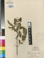 Isotype of Vangueria randii S.Moore subsp. randii [family RUBIACEAE]