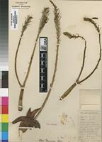 Type of Aloe pearsonii Schonland [family ASPHODELACEAE]