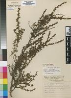Isosyntype of Cliffortia nitidula (Engl.) R.E.&T.C.E.Fr. subsp. pilosa Weim. [family ROSACEAE]
