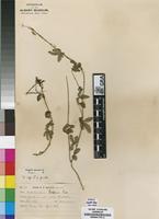 Isosyntype of Dalechampia galpinii Pax [family EUPHORBIACEAE]