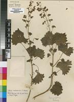 Isotype of Coleus matopensis S.Moore [family LAMIACEAE]