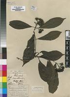 Isotype of Kraussia pavettoides Harv. [family RUBIACEAE]