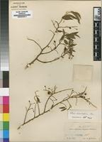 Isosyntype of Olax stuhlmannii Engl. [family OLACACEAE]