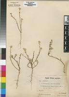 Isotype of Hermbstaedtia capitata Schinz [family AMARANTHACEAE]