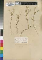 Isotype of Hermbstaedtia capitata Schinz [family AMARANTHACEAE]
