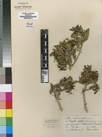 Isosyntype of Pavetta mbumbulensis Bremek. [family RUBIACEAE]