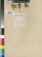 Isoparatype of Craterocapsa tarsodes Hilliard&B.L.Burtt [family CAMPANULACEAE]