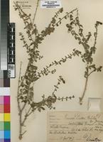 Isotype of Tinnea juttae Dinter [family LAMIACEAE]