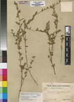 Isotype of Breweria suffruticosa Schinz [family CONVOLVULACEAE]