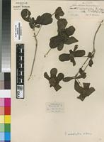 Isotype of Pavetta catophylla K.Schum. [family RUBIACEAE]