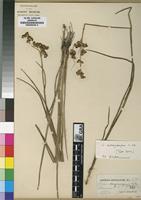 Isotype of Juncus suboxycarpus Adamson [family JUNCACEAE]