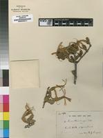 Isosyntype of Loranthus ngamicus Sprague [family LORANTHACEAE]