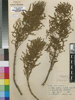 Isotype of Iboza galpinii N.E.Br. [family LAMIACEAE]