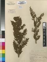 Isotype of Iboza galpinii N.E.Br. [family LAMIACEAE]
