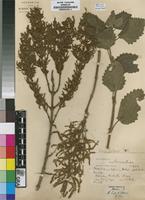 Isotype of Iboza galpinii N.E.Br. [family LAMIACEAE]