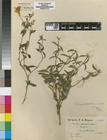 Isotype of Barleria quadriloba Oberm. [family ACANTHACEAE]