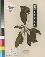 Isosyntype of Pavetta rogersii Bremek. [family RUBIACEAE]