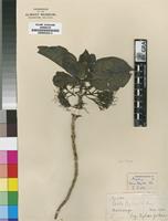 Isotype of Pavetta eylesii S.Moore [family RUBIACEAE]