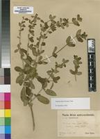 Type? of Justicia odora (Forssk.) Vahl [family ACANTHACEAE]