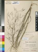 Isosyntype of Aristida scabrivalvis Hack. subsp. scabrivalvis [family POACEAE]