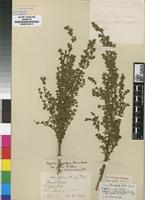 Isosyntype of Cliffortia nitidula (Engl.) R.E.&T.C.E.Fr. subsp. pilosa Weim. [family ROSACEAE]