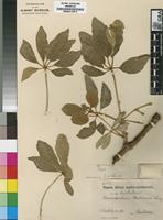Isosyntype of Ricinodendron rautanenii Schinz [family EUPHORBIACEAE]