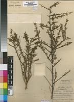 Isosyntype of Lycium schizocalyx C.H.Wright [family SOLANACEAE]