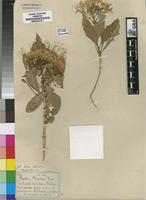 Type of Pavetta bowkeri Harv. [family RUBIACEAE]