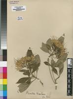 Type of Pavetta bowkeri Harv. [family RUBIACEAE]