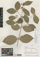 Holotype of Acanthocladus guayaquilensis B.Eriksen & B.Ståhl [family POLYGALACEAE]