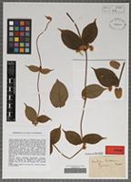 Type of Mendoncia perrottetiana Nees [family ACANTHACEAE]