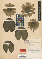 Type of Nymphaea biradiata Sommerauer [family NYMPHAEACEAE]