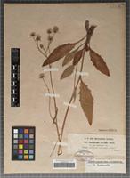 Original material of Hieracium triviale Norrl. subspecies subtriviale Zahn [family ASTERACEAE]