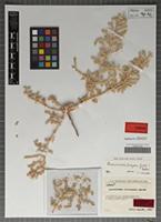 Type of Horaninovia albisepala Aellen [family CHENOPODIACEAE]