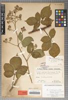Syntype of Rubus scaturiginum Sabr. [family ROSACEAE]