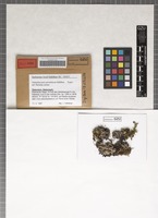 Holotype of Arthophacopsis parmeliarum Hafellner [family INCERTAE SEDIS]