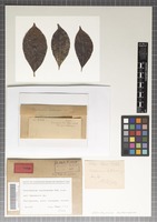 Isotype of Uleothyrium leptocarpum Syd. [family ASTERINACEAE]