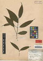 Syntype of Randia henryi E. Pritz. [family RUBIACEAE]