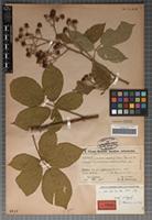 Syntype of Rubus macrophyllus Weihe & Nees subspecies leucomacrophyllus Sabr. [family ROSACEAE]