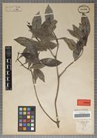 Type of Psychotria adenophylla Wall. [family RUBIACEAE]