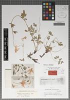 Isotype of Aquilegia maimanica Rech. f. [family RANUNCULACEAE]
