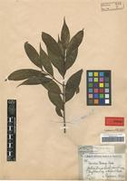 Syntype of Randia henryi E. Pritz. [family RUBIACEAE]