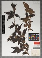 Syntype of Cotoneaster acuminatus Wall. ex Lindl. [family ROSACEAE]