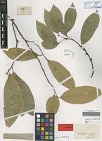 Type of Tetranthera chartacea Nees [family LAURACEAE]